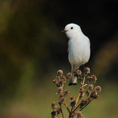 Monjita Blanca