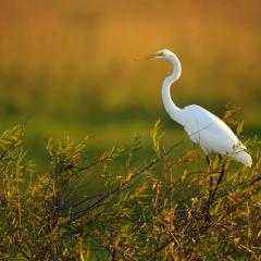 Garza blanca en san Juan de Poriah