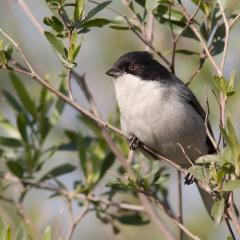 Monterita Cabeza Negra (Ded Nora L.)