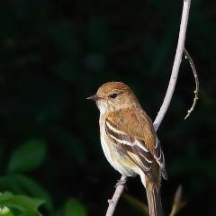 Mosqueta Estriada (Myiophobus fasciatus)