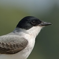 Alineada