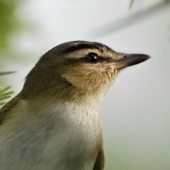 Chiv espinado
