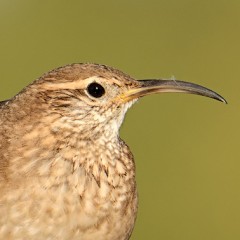 Bandurrita