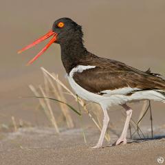 Ostrero comn (Haematopus palliatus.)