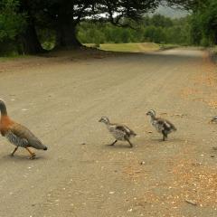 Abbey road