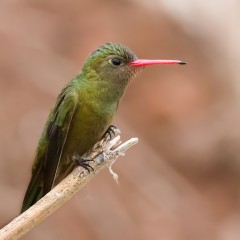 Ao nuevo, foto vieja