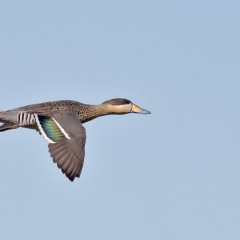 Al vuelo