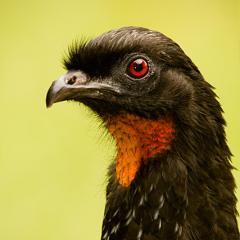 Pava-da e' retrato