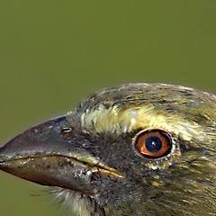 Pepitero gris medio verdolaga