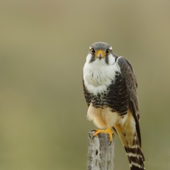 Serie rapaces. Halcn plomizo