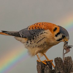 Halconcito colorado