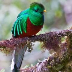 Quetzal Macho