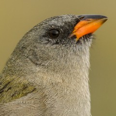 Conta las plumas si podes