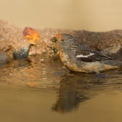 Nueva especie para mi