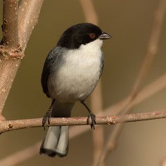Monterita cabeza negra