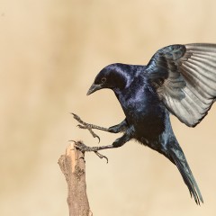 Aterrizando