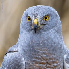 Vari Macho (Halcon Ceniciento)