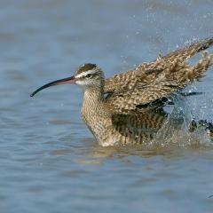 Zarapito ( Numenius phaeopus )