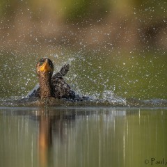Splash