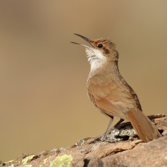 La chaquea