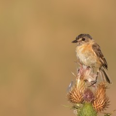 Tachur canela - Polystictus pectoralis