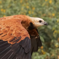 El Pampa