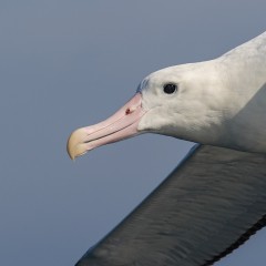 Retrato  Real  en  vuelo