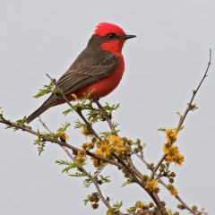 El  colorado del monte