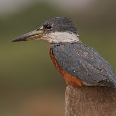 Pescador grande