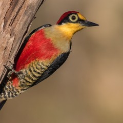 Recuerdos de la selva