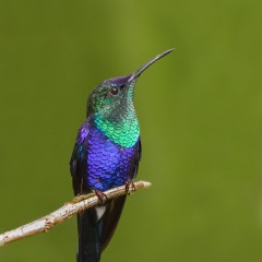 Ninfa Coronada