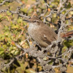 Bandurrita patagnica