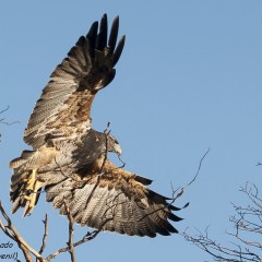 Aguila Mora Juvenil