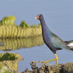 Pollona Azul