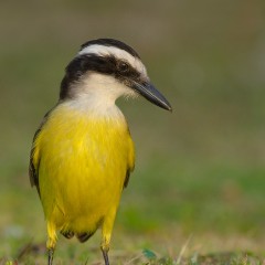 Benteveo comn
