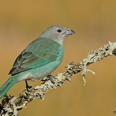 Celestino comn - Thraupis sayaca