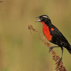 Pecho colorado