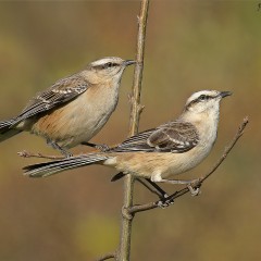 Pareja de calandrias