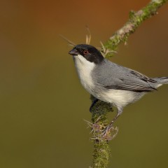 Monterita cabeza negra.