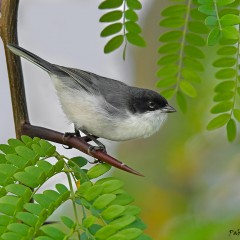 Monterita cabeza negra .