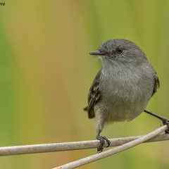 Piojito gris