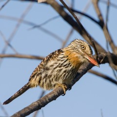 Durmil (Nystalus maculatus)