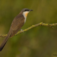 Cuclillo canela