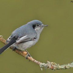 Tacuarita azul