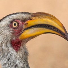 Toco Africano de pico amarillo (RETRATO )