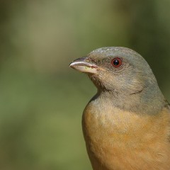 medio naranjo