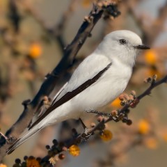 Monjita primaveral