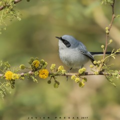 Tacuarita en Flor !!