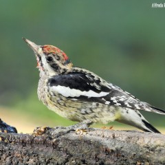 yellow billed sapsucker(Carpintero de invierno)