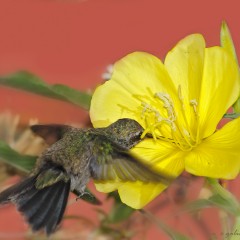 mas flor que colibri